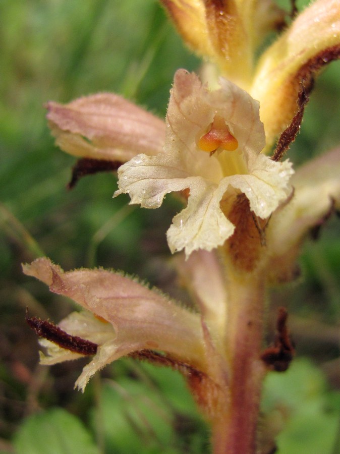 Изображение особи Orobanche lutea.