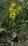 Tephroseris jailicola. Цветущее растение. Крым, Долгоруковская яйла. 3 июня 2012 г.