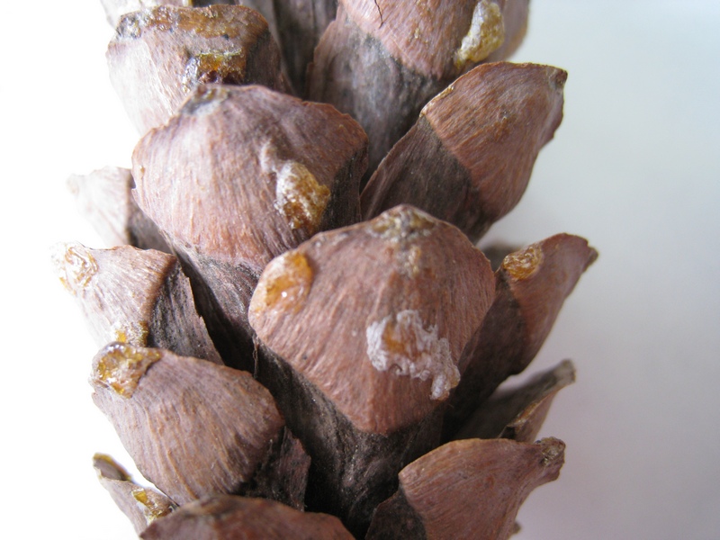 Image of Pinus strobus specimen.