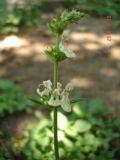 Stachys krynkensis