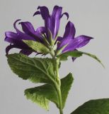 Campanula latifolia. Верхушка цветущего растения (вид на цветки со стороны цветоножек). Германия, г. Кемпен, на лугу. 13.06.2012.