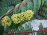 Ailanthus altissima. Часть соцветия. Южный берег Крыма, район пгт Партенит, у моря. 20 июня 2012 г.