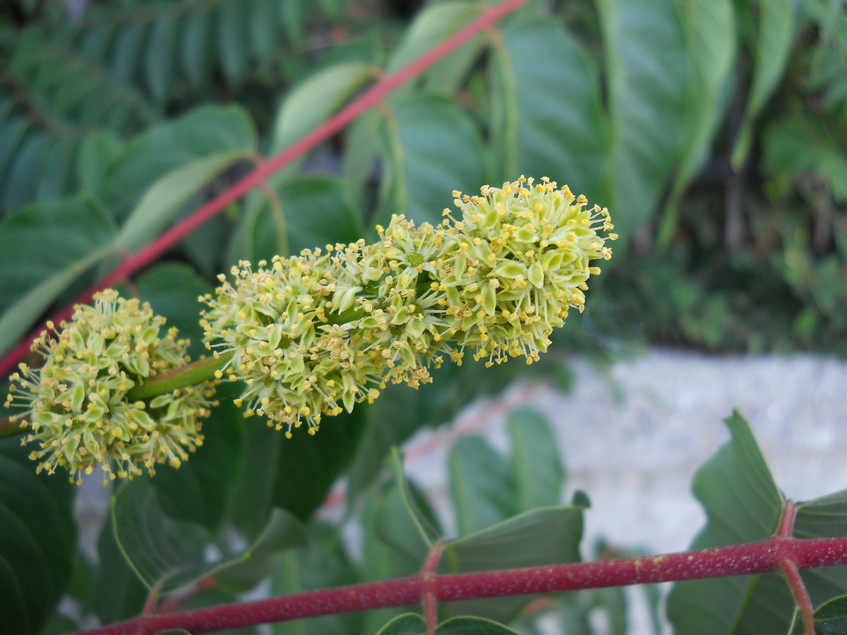 Изображение особи Ailanthus altissima.