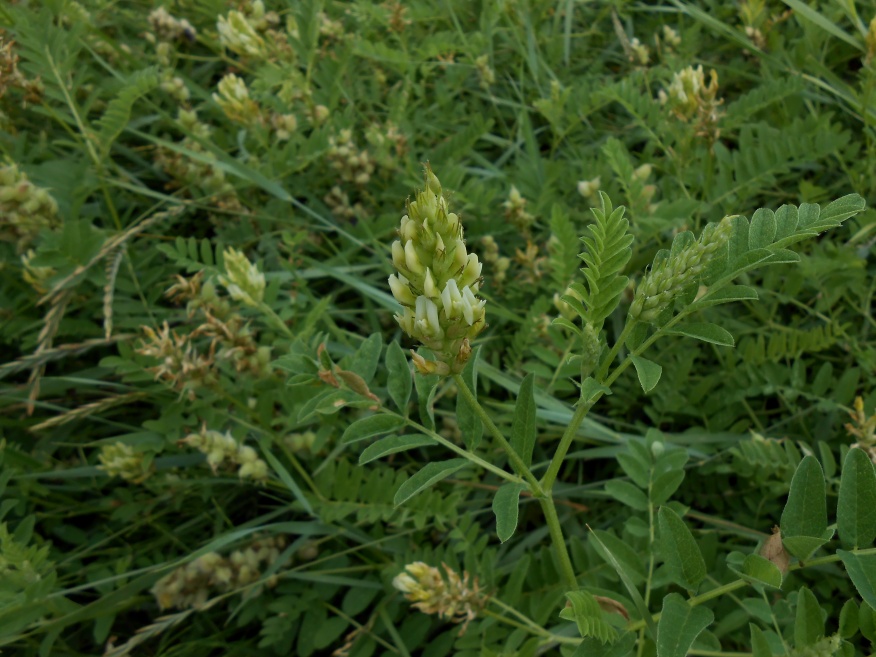 Изображение особи Astragalus cicer.