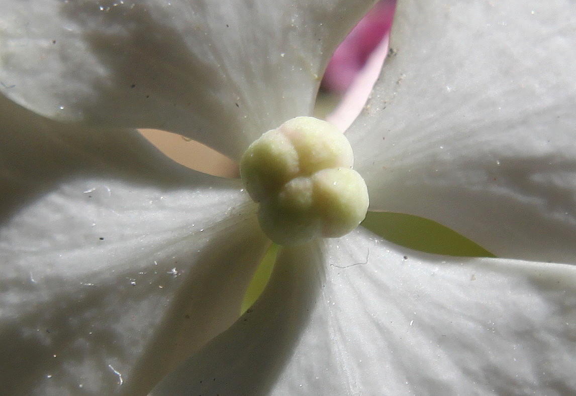 Image of Hydrangea macrophylla specimen.