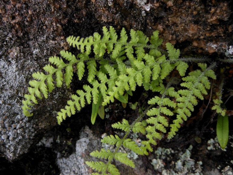 Image of Dennstaedtia hirsuta specimen.