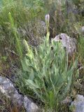 Tragopogon marginifolius. Распускающееся (утром) растение. Южный Казахстан, хр. Боролдайтау, ущ. Кенузен. 29.04.2007.