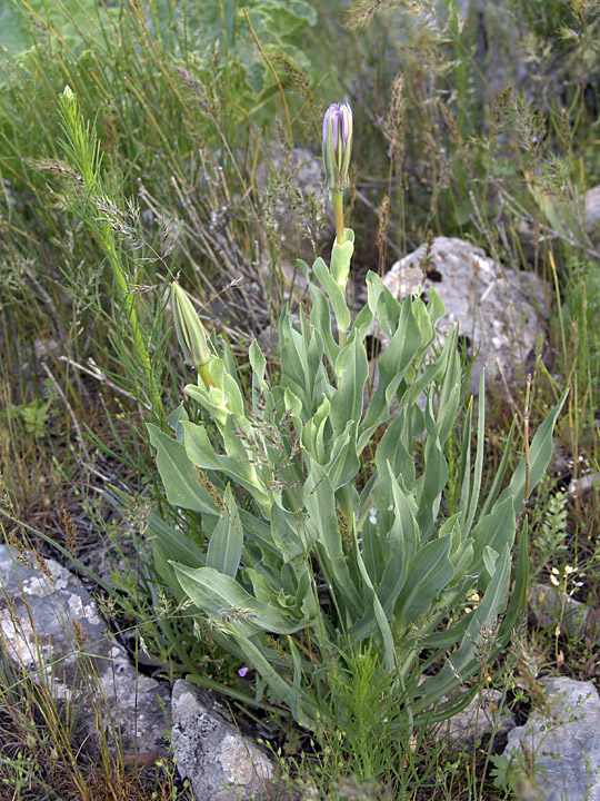 Image of Tragopogon marginifolius specimen.