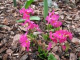 Primula rosea