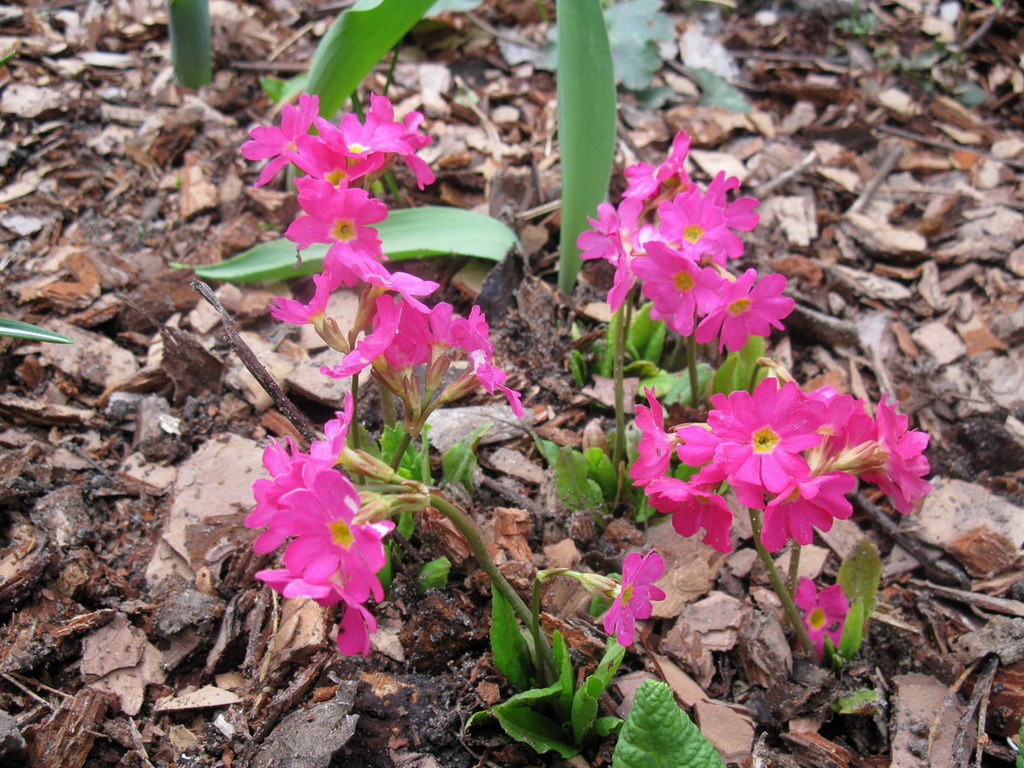 Изображение особи Primula rosea.