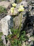 Papaver pseudocanescens подвид udocanicum. Цветущее растение. Забайкалье, Каларский р-н, хр. Кодар, верховья ручья Олений Рог. 28 июля 2012 г.