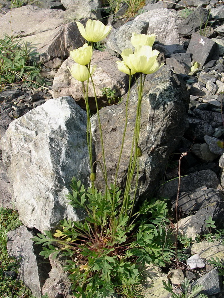 Image of Papaver pseudocanescens ssp. udocanicum specimen.