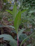 Senecio propinquus