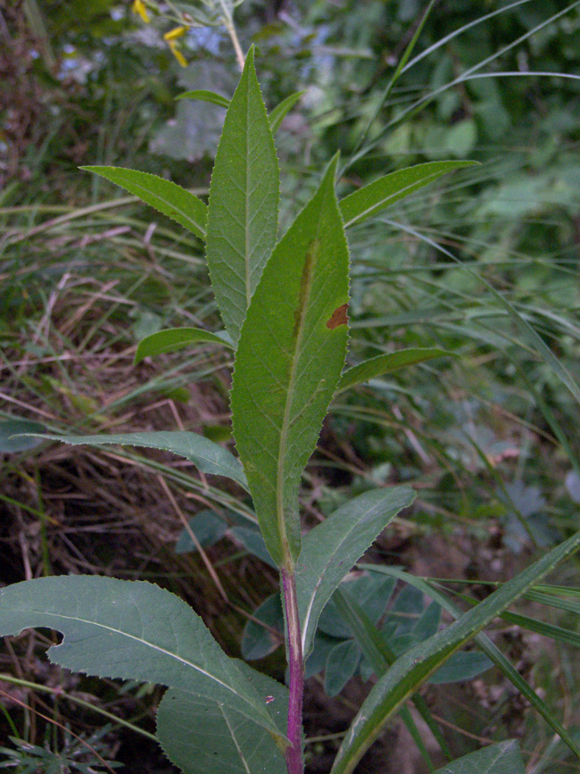 Изображение особи Senecio propinquus.