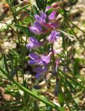 Vicia nervata