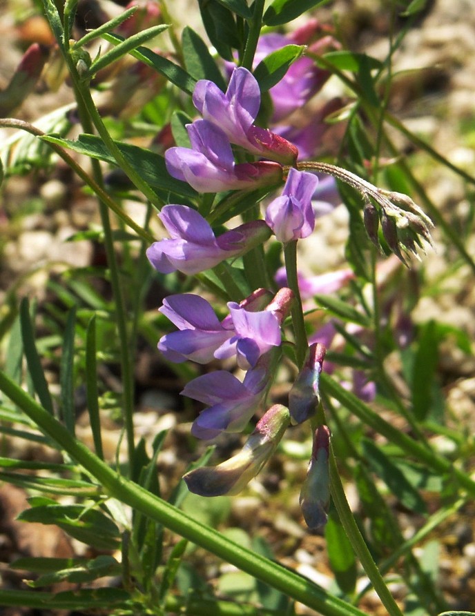 Image of Vicia nervata specimen.