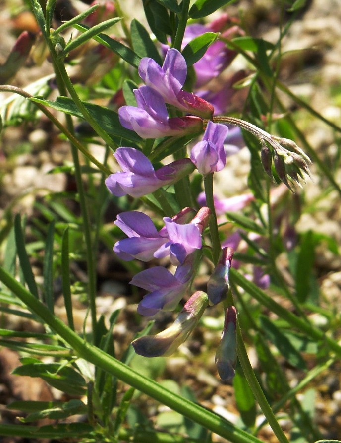 Изображение особи Vicia nervata.