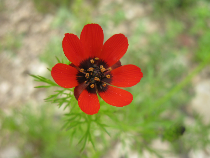 Image of genus Adonis specimen.