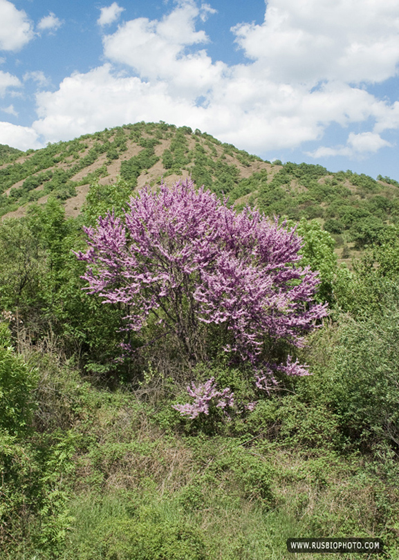 Изображение особи Cercis siliquastrum.