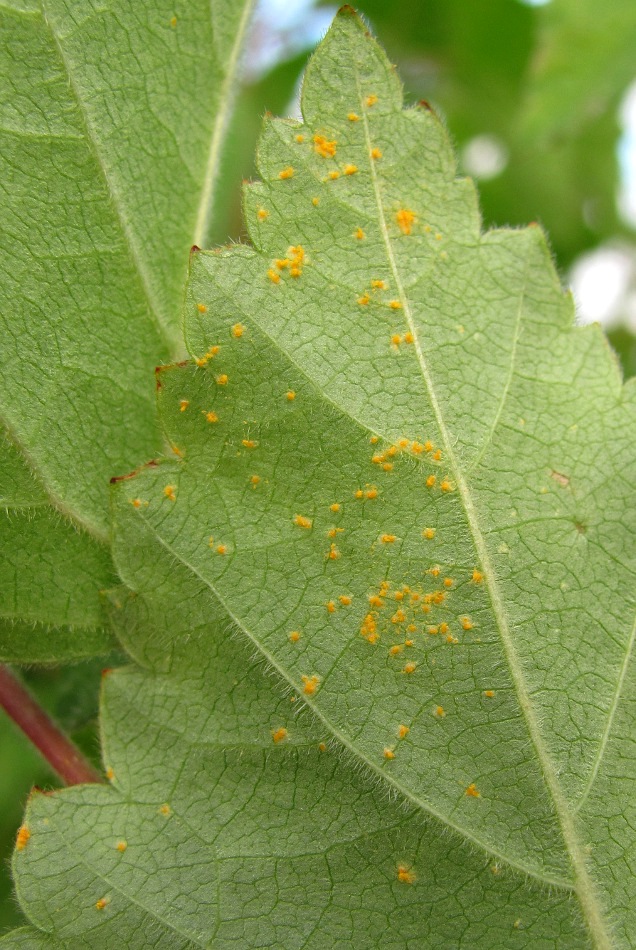 Image of Betula pubescens specimen.