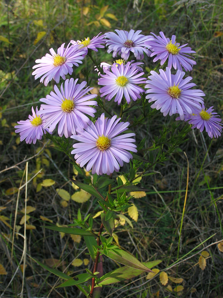 Image of genus Symphyotrichum specimen.