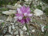 Image of taxon representative. Author is Сабина Бунятова
