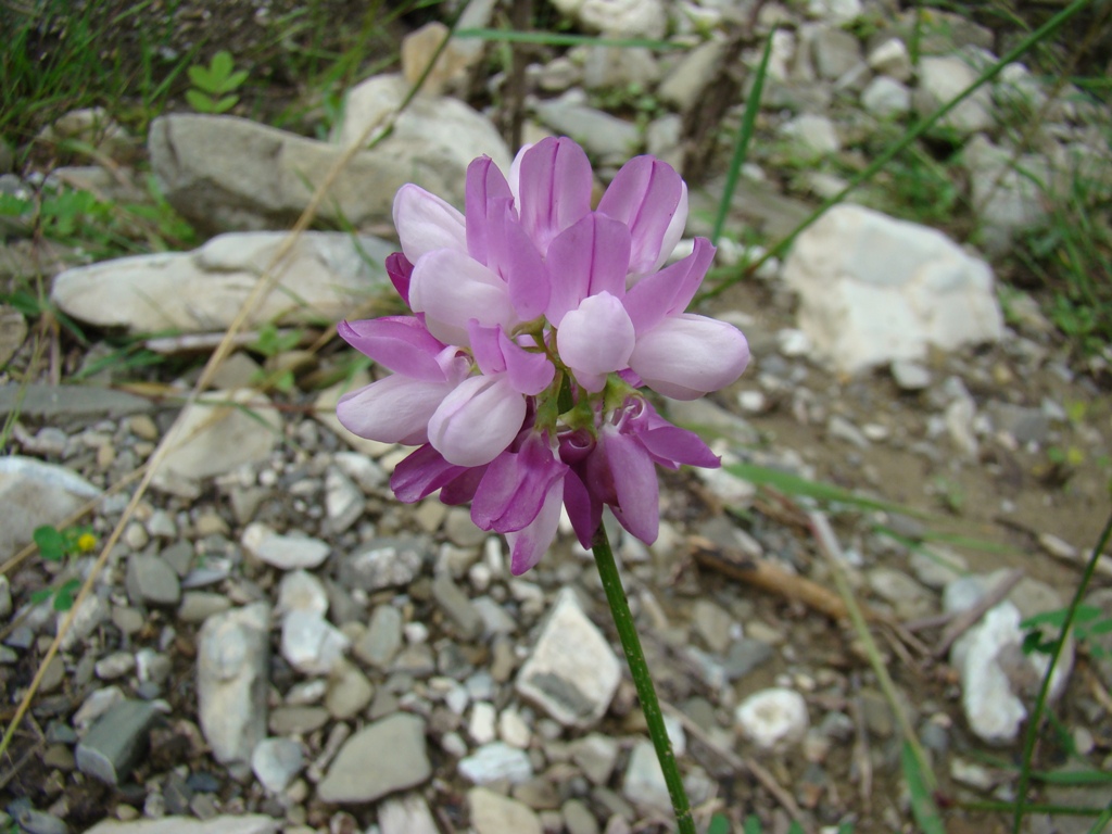 Image of Securigera varia specimen.