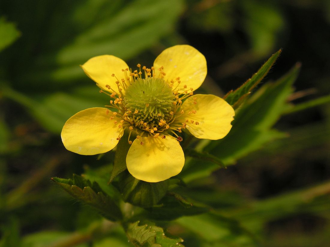 Изображение особи Geum aleppicum.