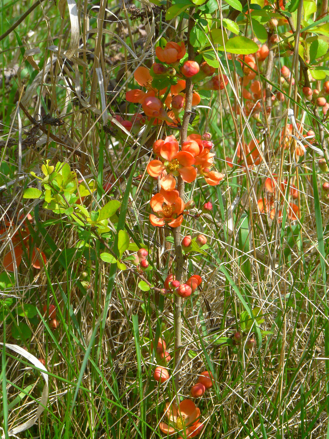 Image of Chaenomeles japonica specimen.