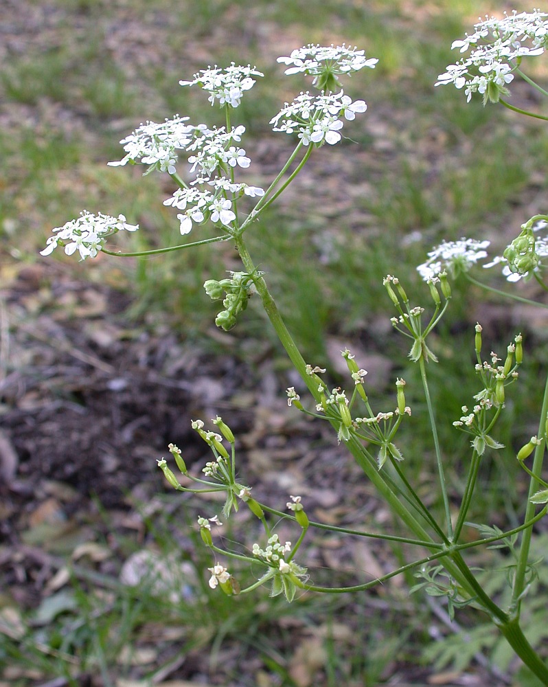 Image of Anthriscus lamprocarpus specimen.