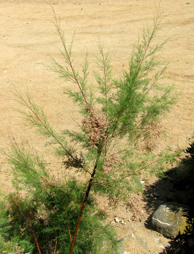 Image of Tamarix gallica specimen.