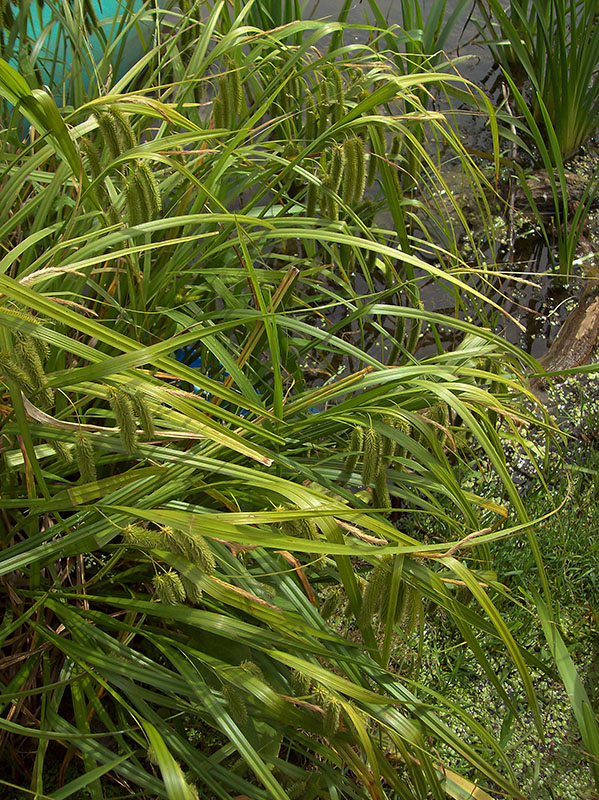 Image of Carex pseudocyperus specimen.