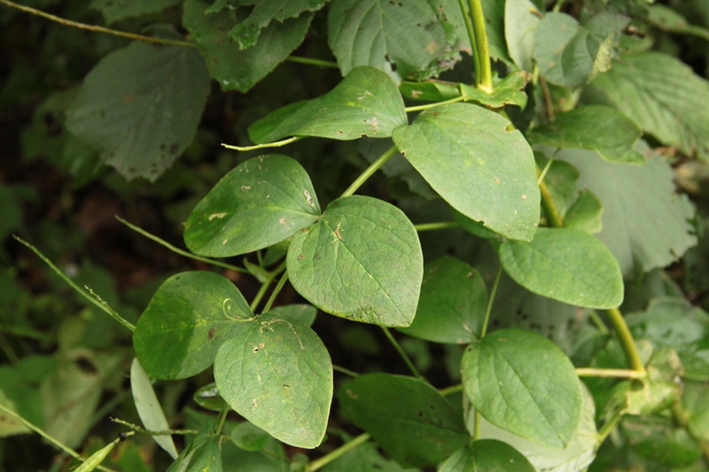 Image of Lathyrus davidii specimen.