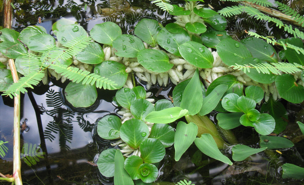 Изображение особи Ludwigia helminthorrhiza.