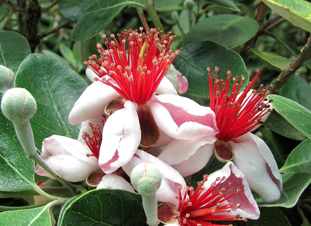 Image of Acca sellowiana specimen.