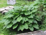 Hosta albomarginata. Зацветающее растение. Украина, г. Тернополь, в культуре. 05.06.2012.