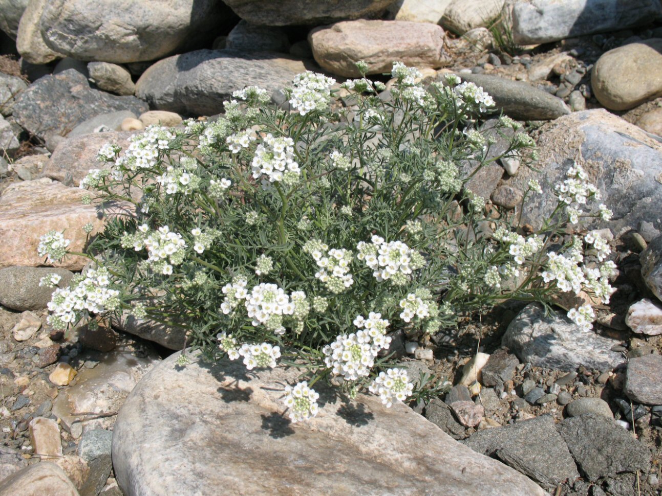 Изображение особи Smelowskia alba.