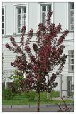 Malus × purpurea. Цветущее растение. Республика Татарстан, г. Казань. 22.05.2009.