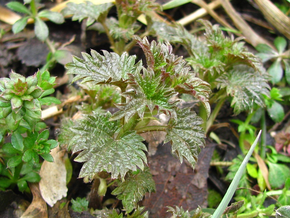 Изображение особи Urtica dioica.