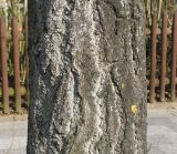 Ginkgo biloba. Нижняя часть ствола покоящегося дерева. Германия, г. Кемпен, в озеленении улицы. 25.03.2013.