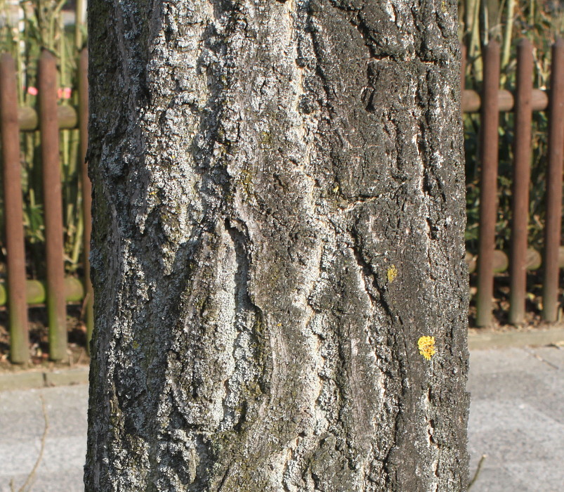 Image of Ginkgo biloba specimen.