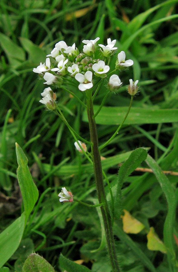 Изображение особи Capsella bursa-pastoris.