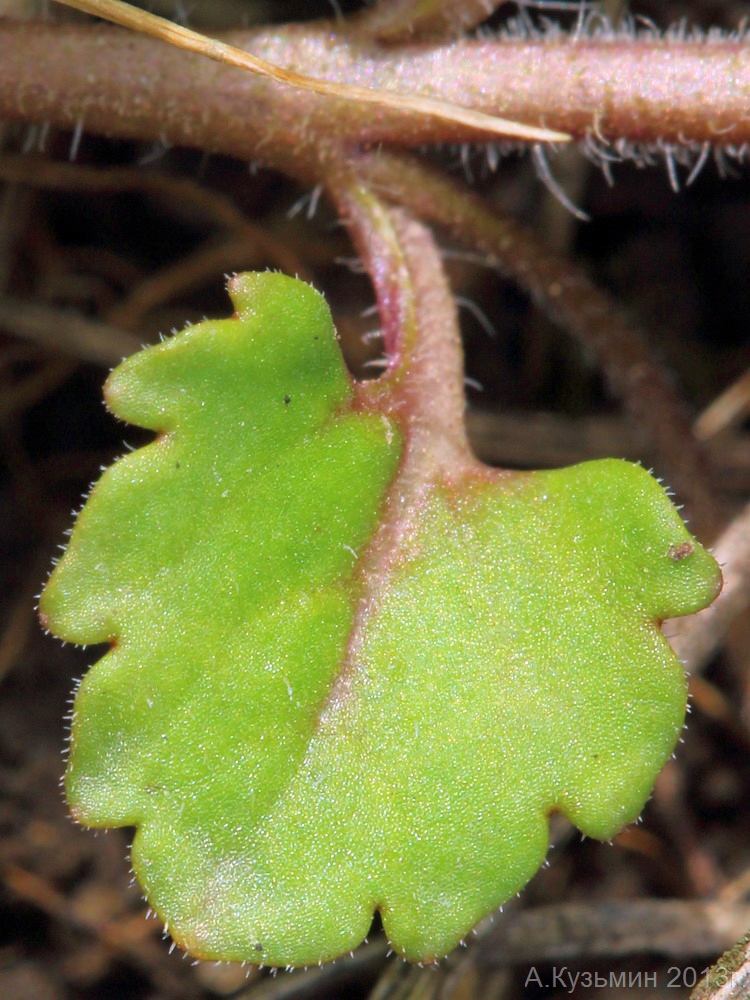 Image of genus Veronica specimen.