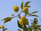 Sambucus racemosa