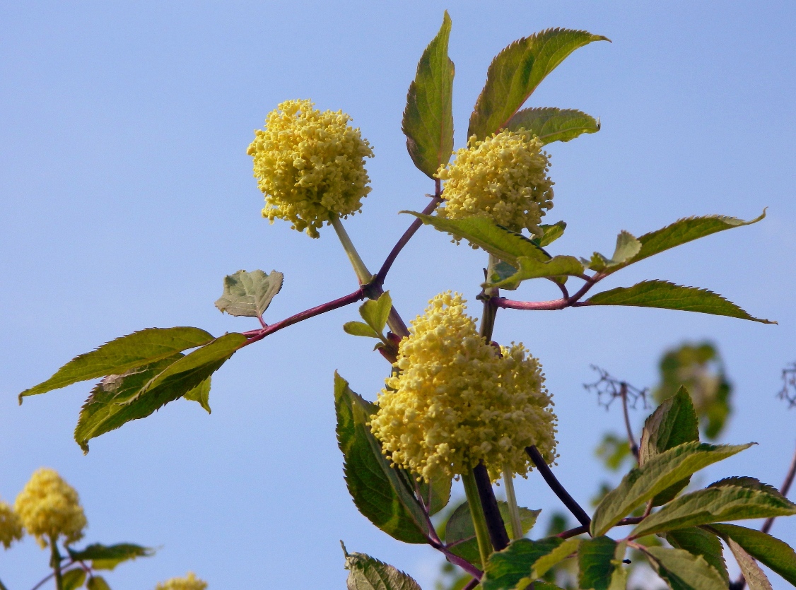 Image of Sambucus racemosa specimen.