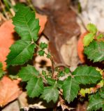 Alectryon tomentosum