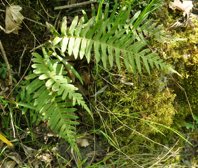 Изображение особи Polypodium vulgare.