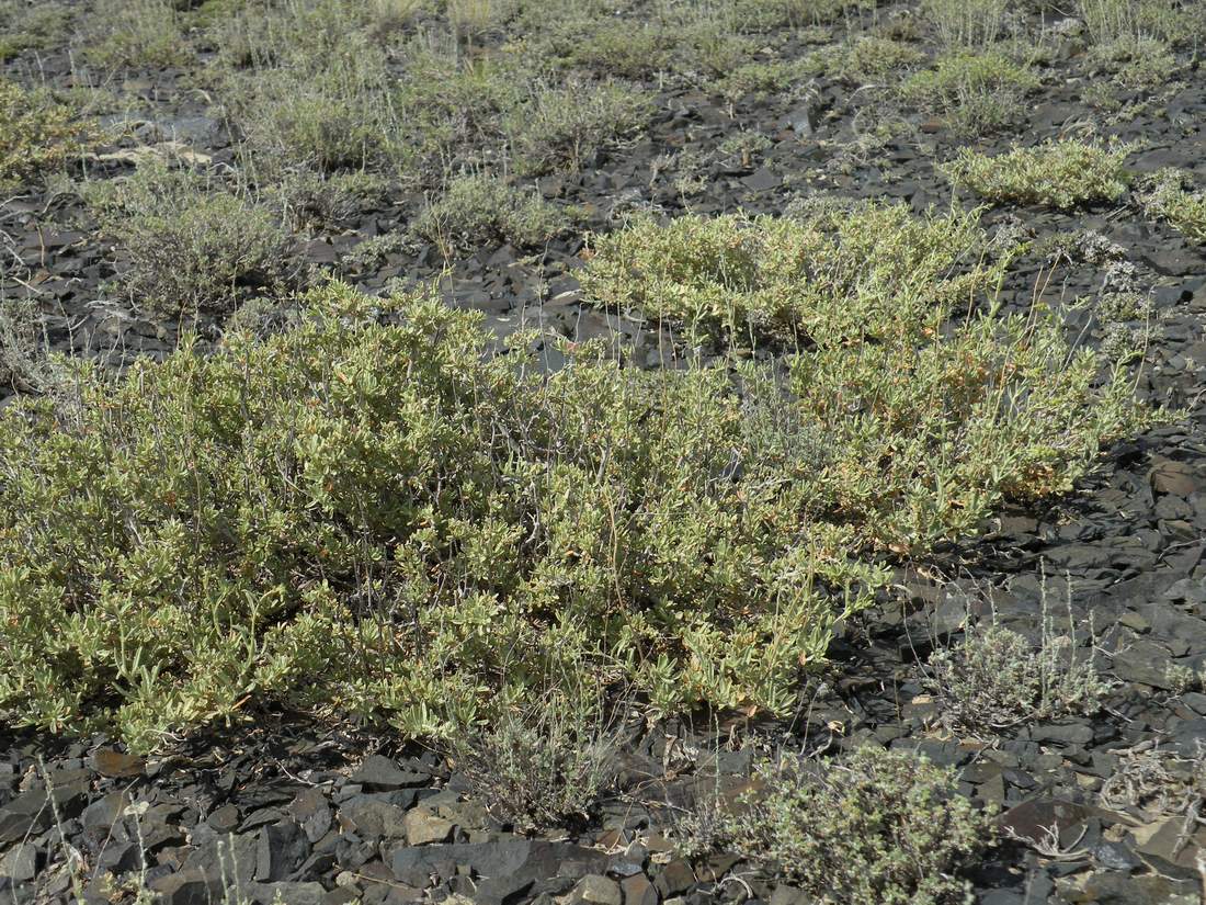 Image of Atriplex cana specimen.