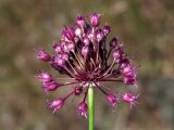 Allium atroviolaceum