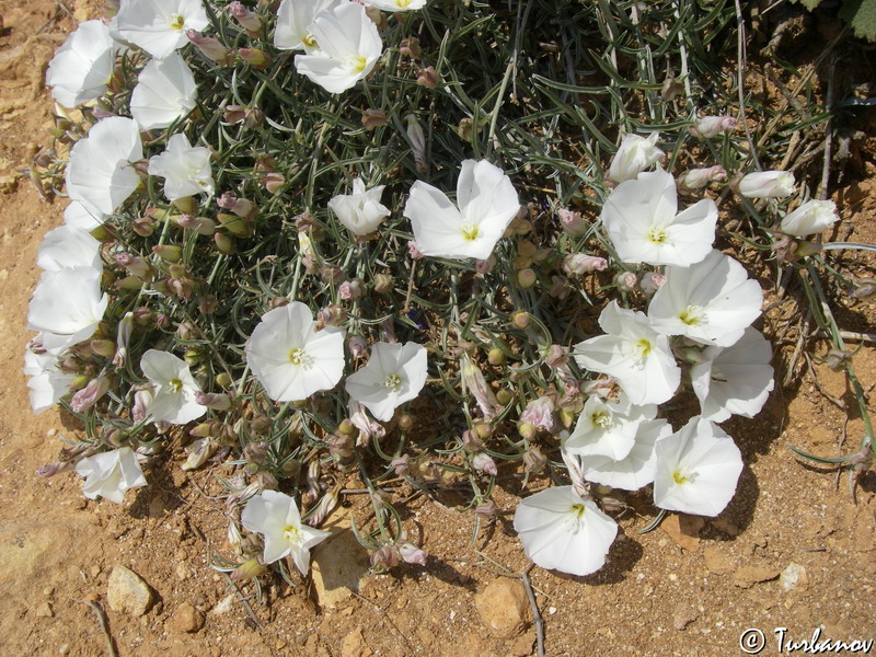 Изображение особи Convolvulus holosericeus.